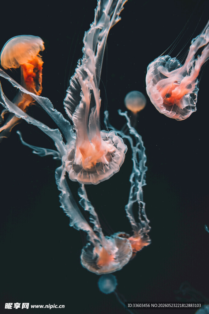 梦幻水母在水中优雅游动