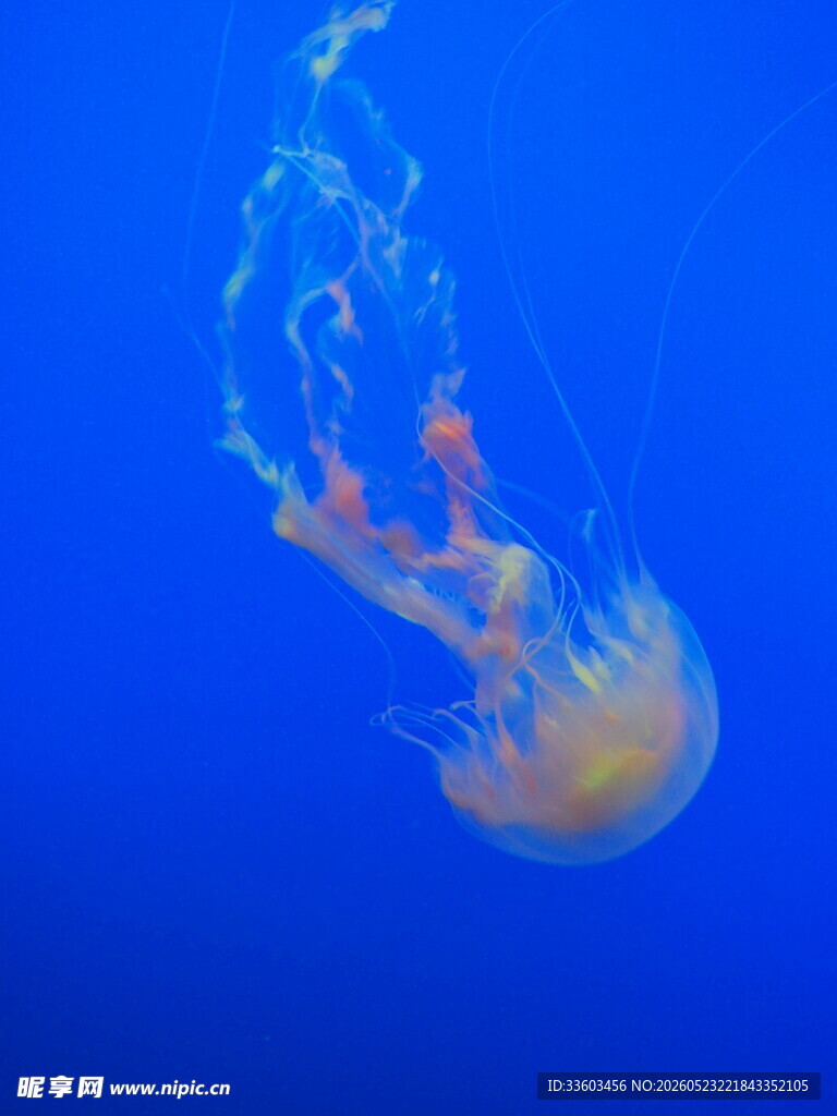 蓝色海洋中的梦幻水母