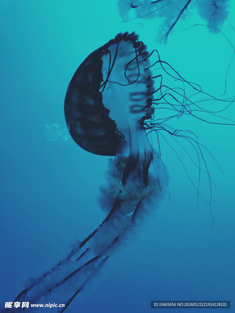 蓝色海洋中的梦幻水母