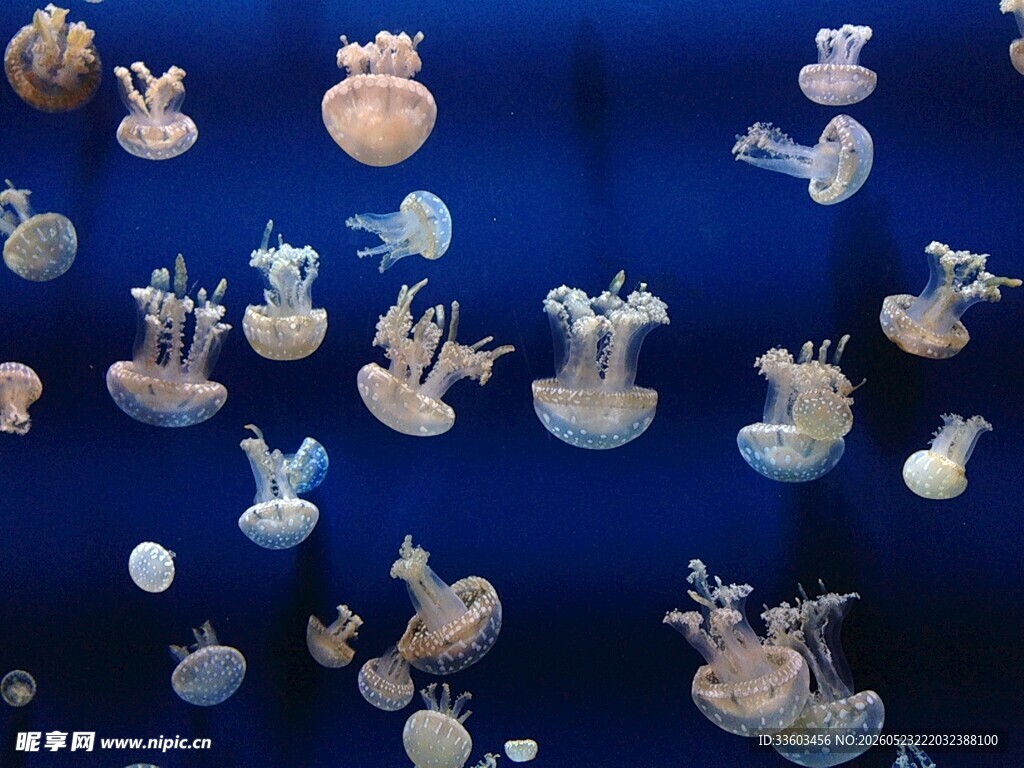 梦幻水母在蓝色海洋中游动