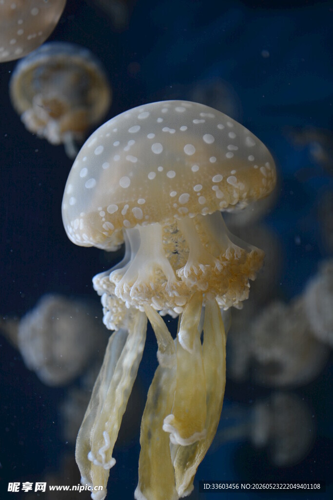 梦幻水母海洋灵动精灵