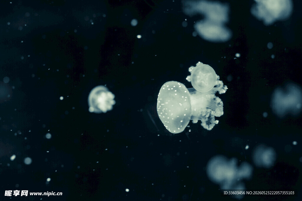 深海中的神秘浮游生物