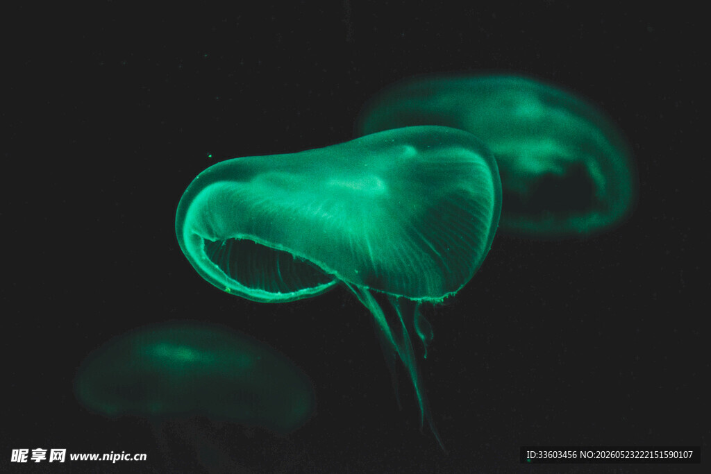 梦幻绿色水母在水中游动