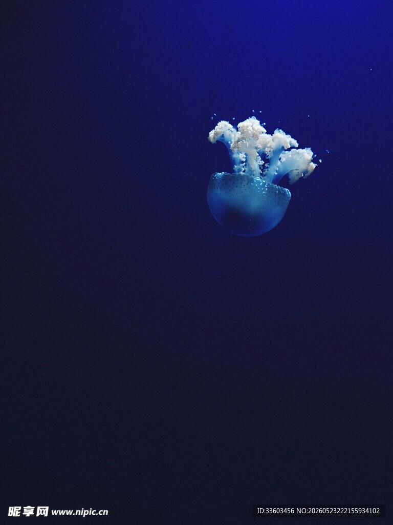深海中的梦幻水母