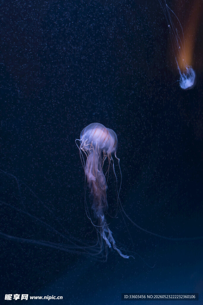 深海中的神秘发光水母