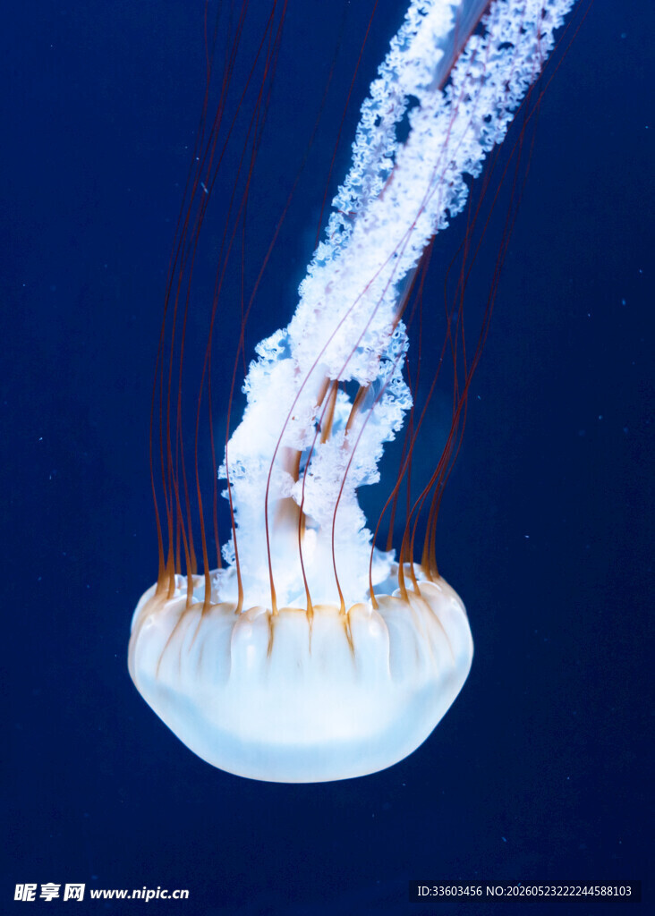 梦幻水母在水中优雅舞动