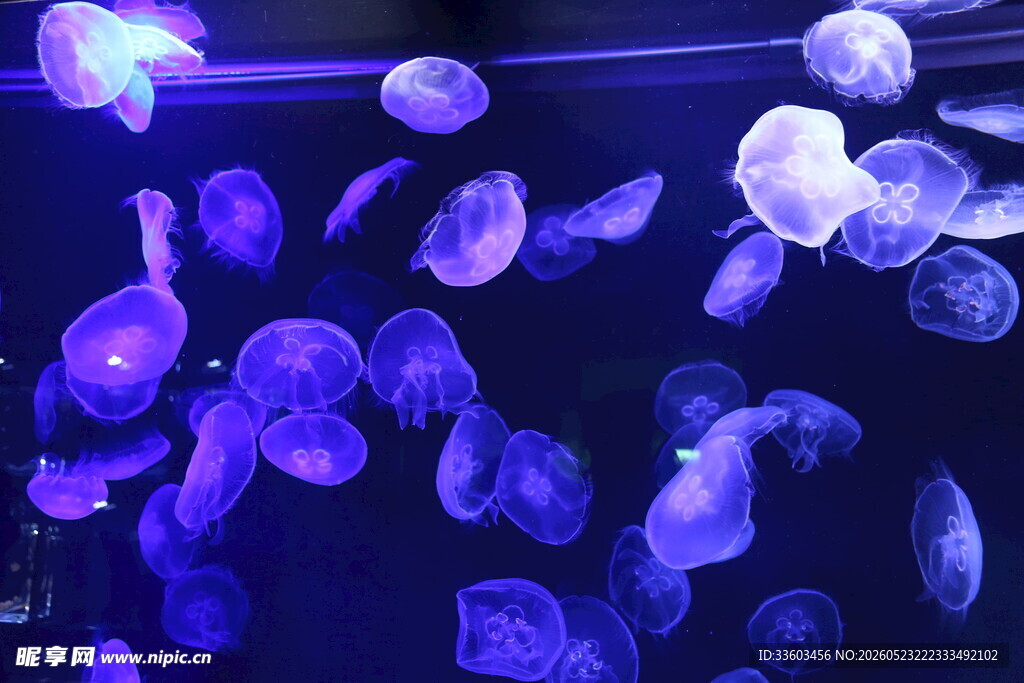 梦幻水母在水中轻盈游动