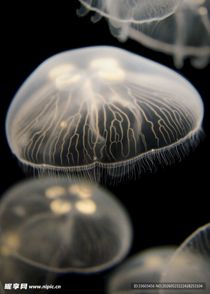 梦幻水母群
