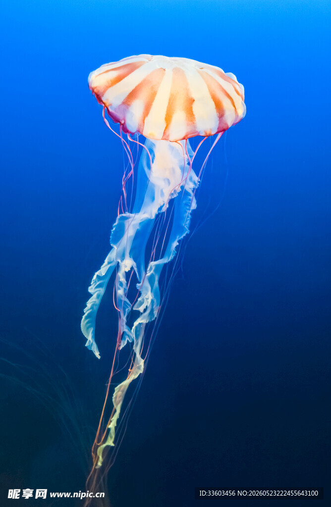 梦幻水母在蓝色海洋中游动