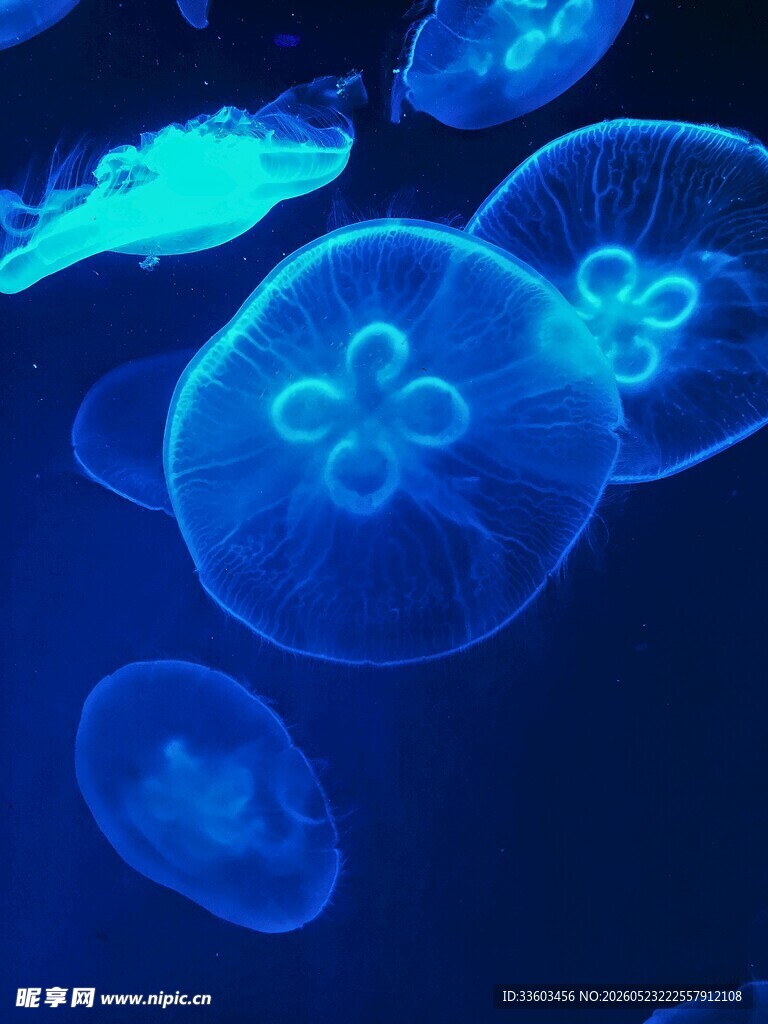 梦幻蓝色水母群