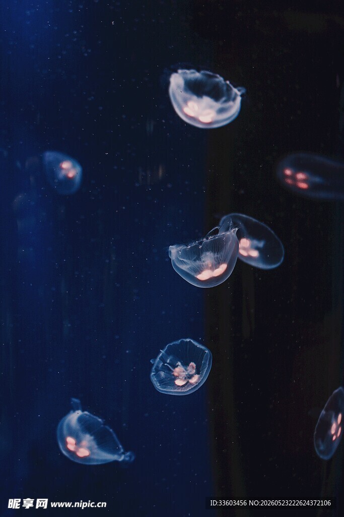 梦幻水母在水中优雅游动