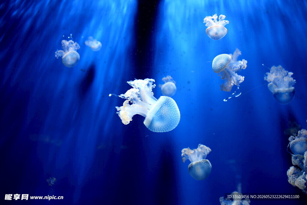 梦幻海底水母群
