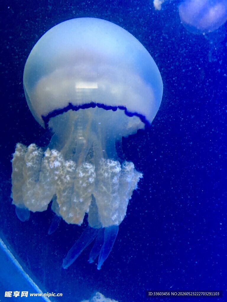 梦幻水母在蓝色海洋中游动