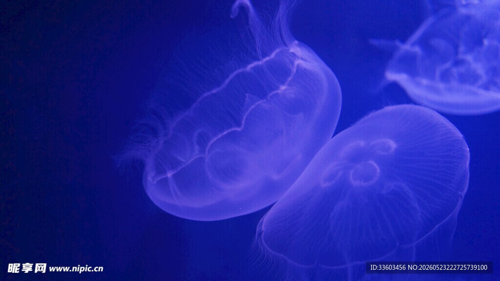 梦幻水母在深海中摇曳