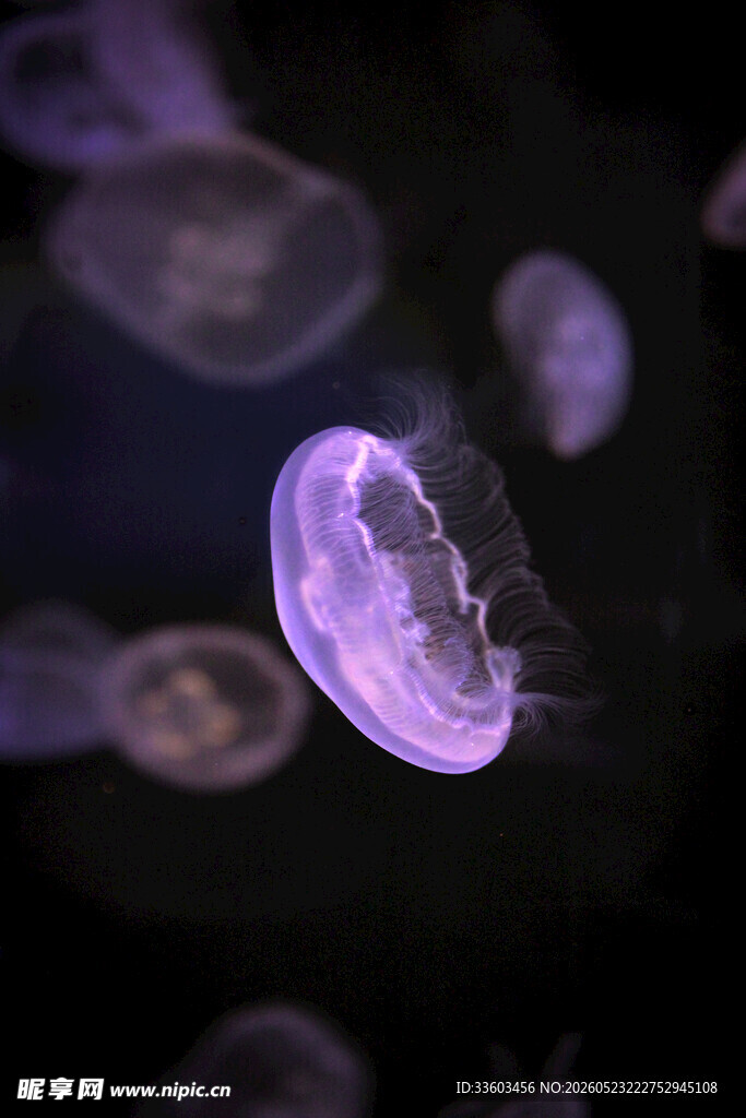 梦幻紫色水母在水中游动