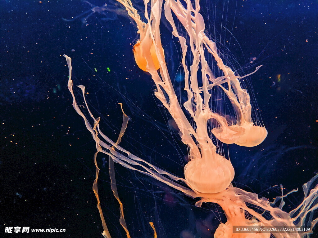 梦幻橙色水母在水中摇曳