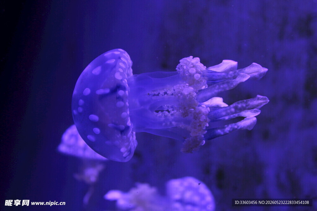 梦幻水母在水中优雅游动