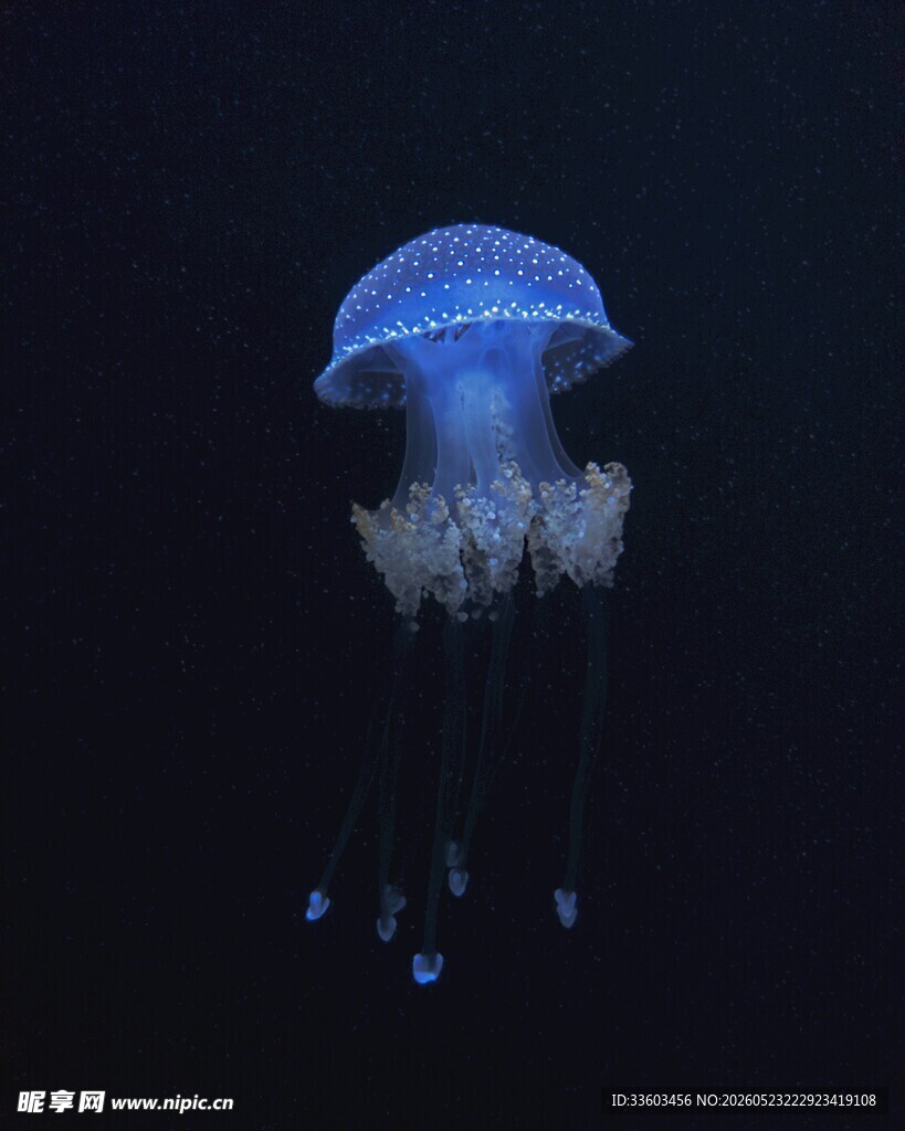 发光水母在深海中漂浮