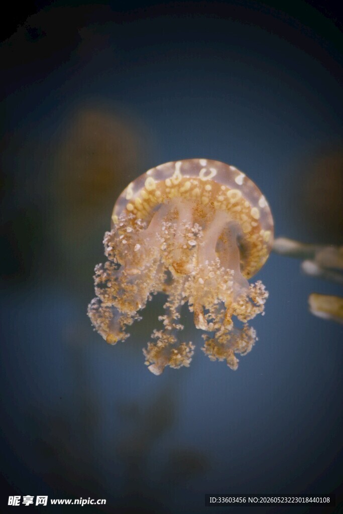 梦幻水母海洋中的灵动精灵