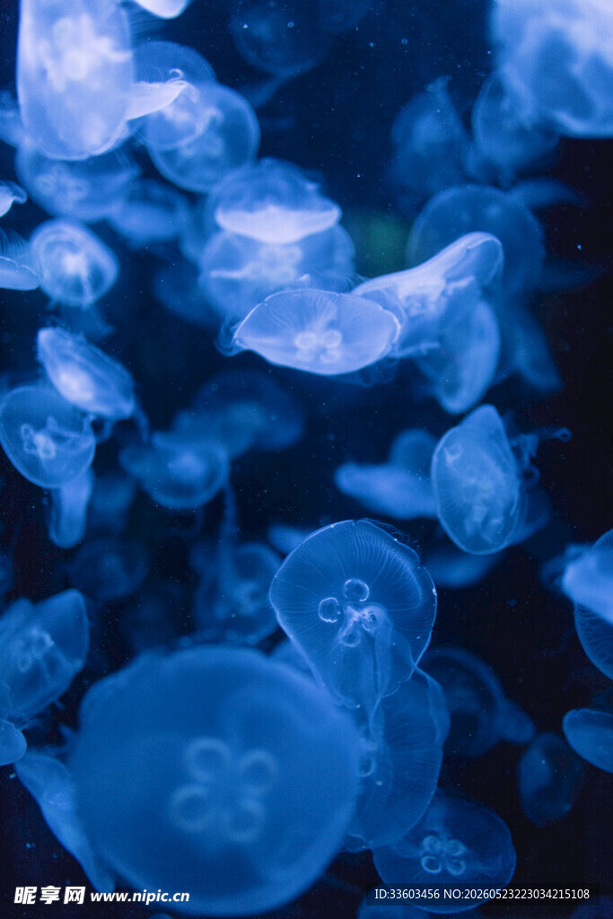 梦幻蓝色水母群