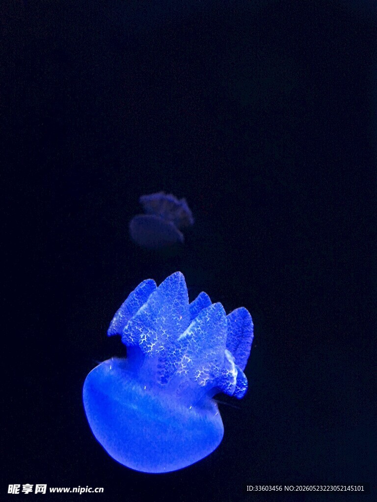 蓝色梦幻水母
