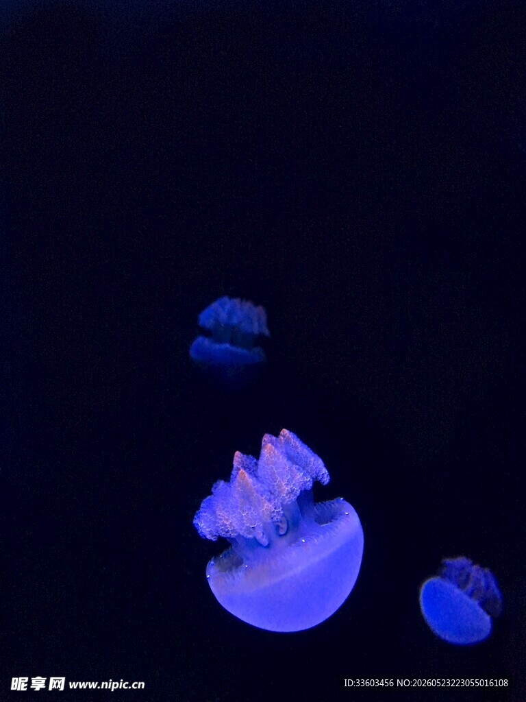 梦幻蓝色水母在水中游动