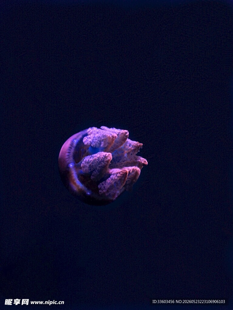 深海中的紫色神秘生物