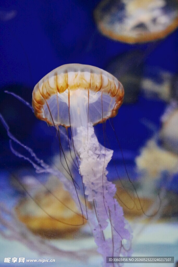 梦幻水母在水中飘逸