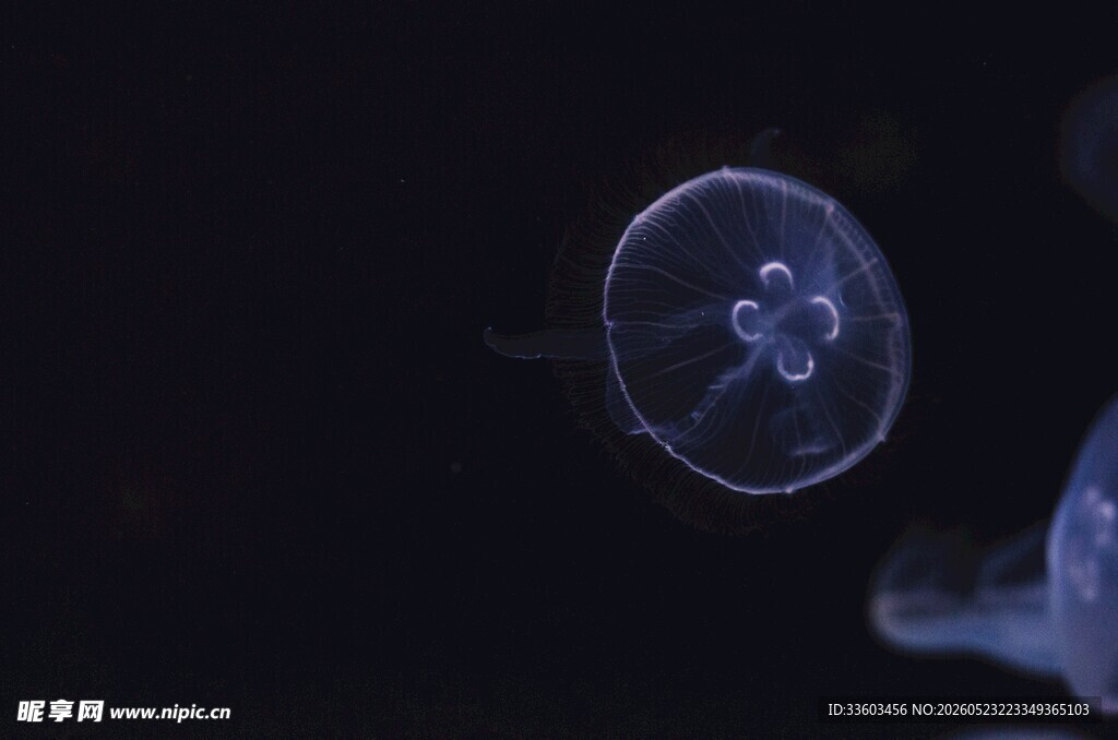 梦幻水母在水中轻盈游动