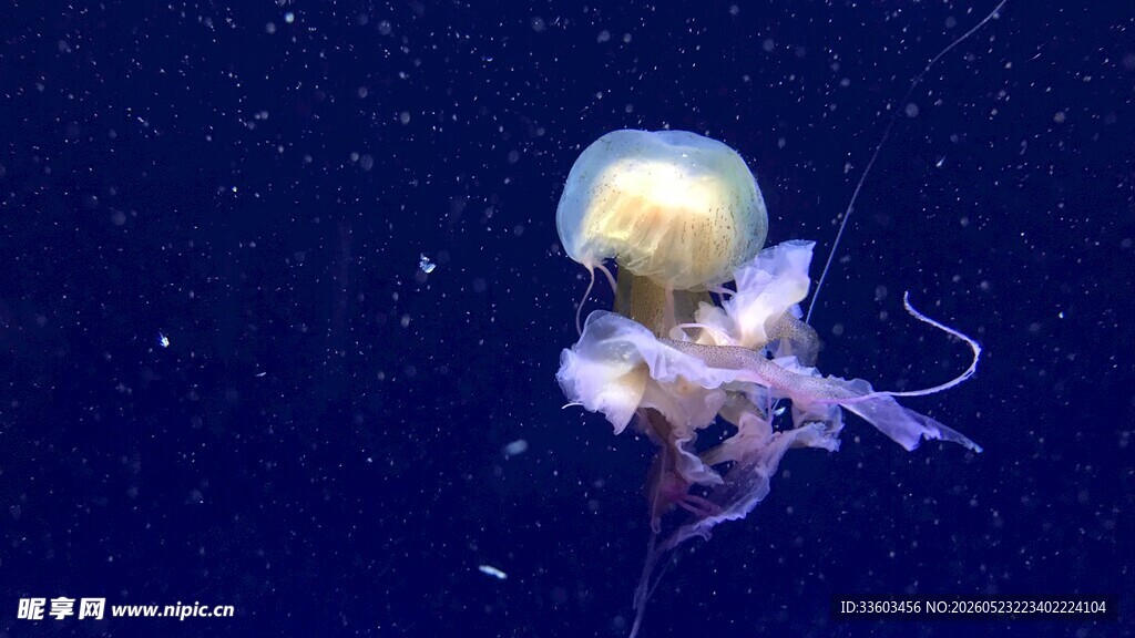 深海中的梦幻水母