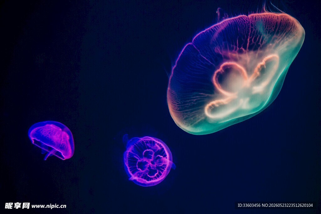 梦幻水母在深海中漂浮