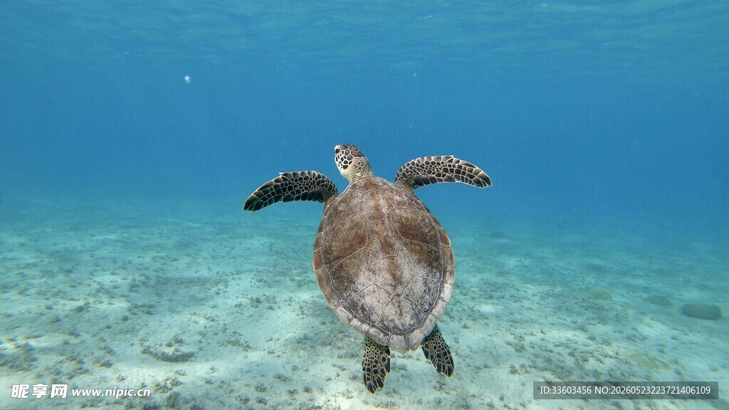 海龟在清澈海水中畅游