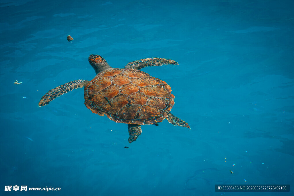 海龟在蓝色海水中游动
