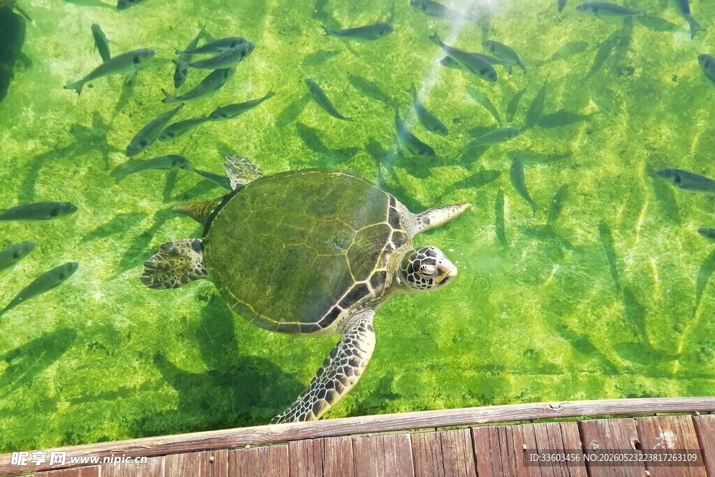 水中游弋的绿海龟