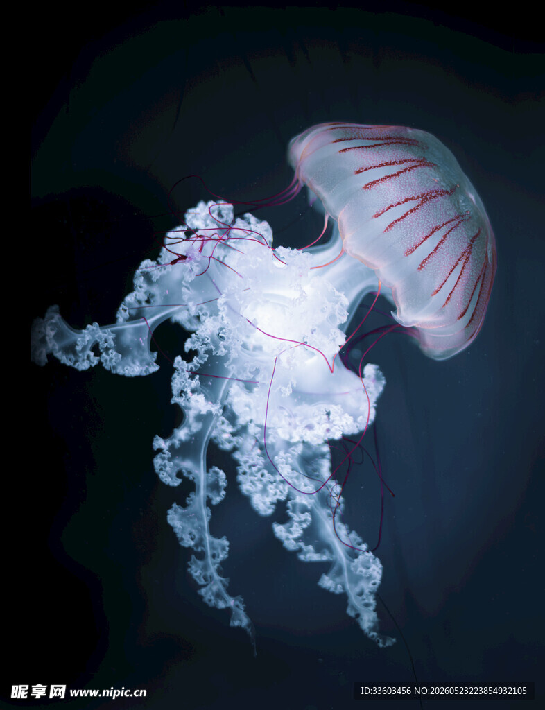 梦幻发光水母