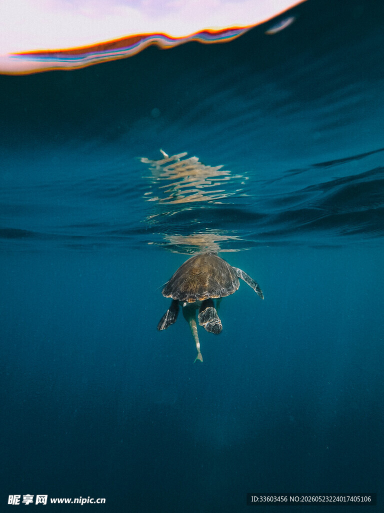 水下遨游的可爱小海龟