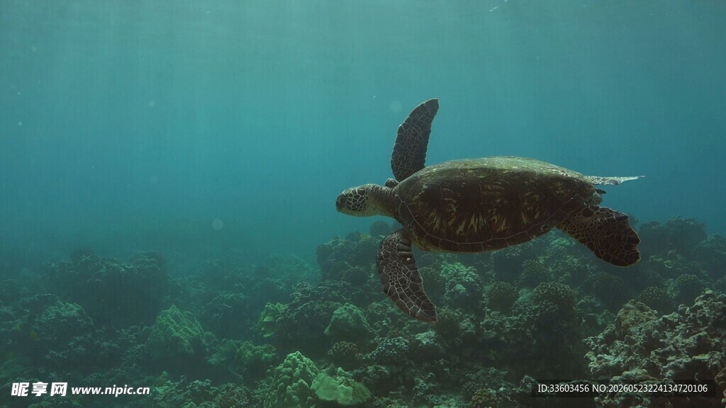 深海中遨游的绿海龟