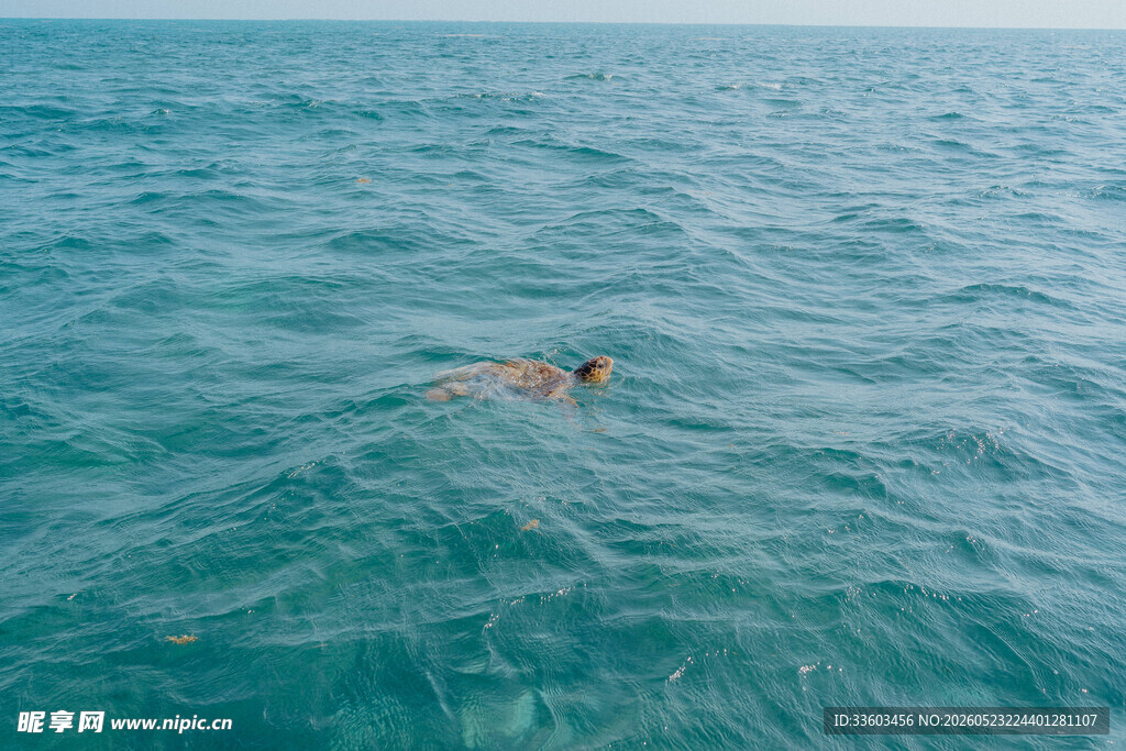 海中海龟