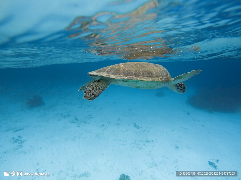 海底遨游的绿海龟