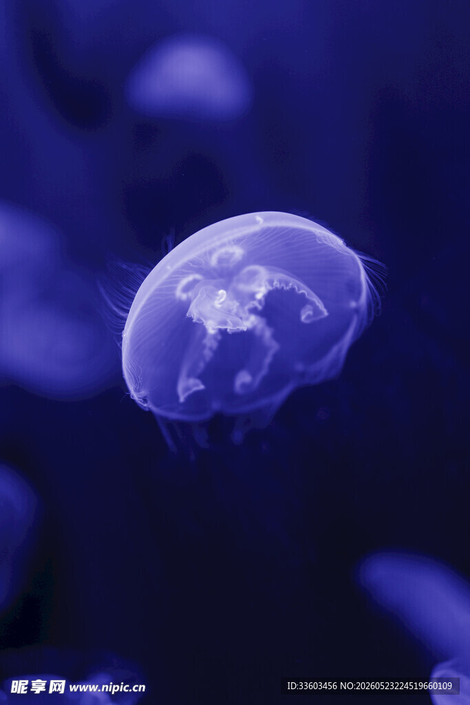 梦幻水母在水中悠然游动
