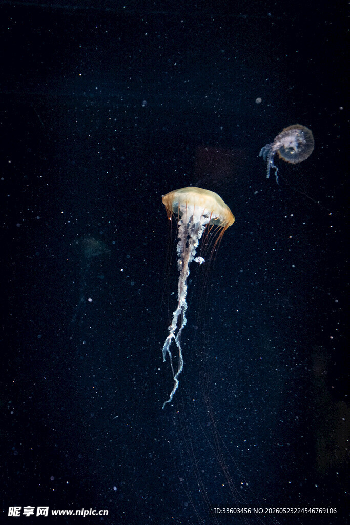 深海中的梦幻水母
