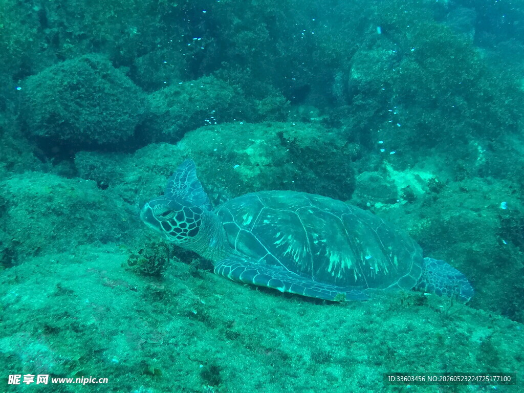 海底的绿海龟