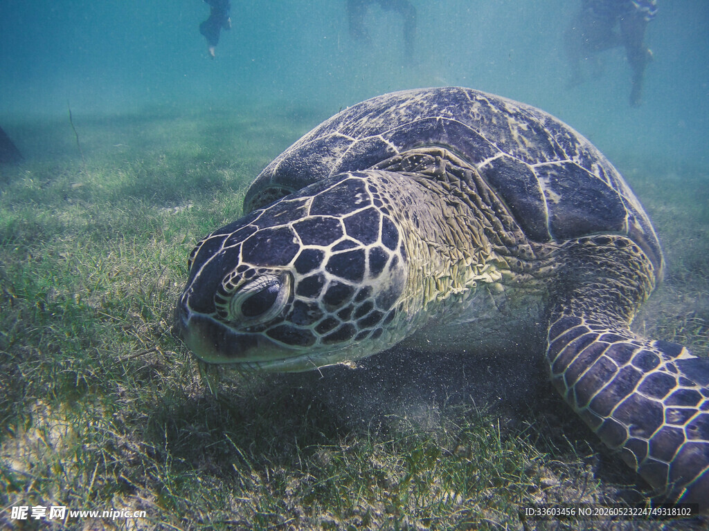 海底漫步的海龟