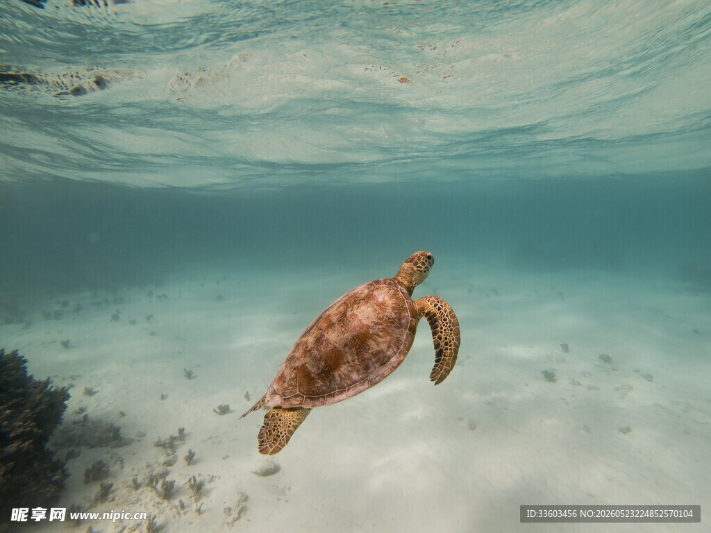 海底悠游的美丽海龟