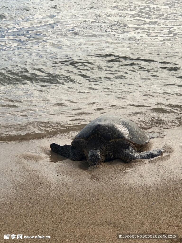 沙滩上的小海龟
