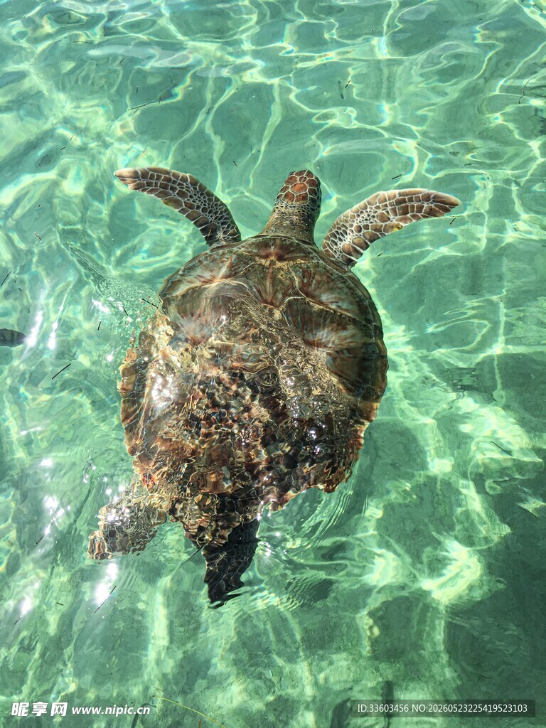 水中遨游的海龟