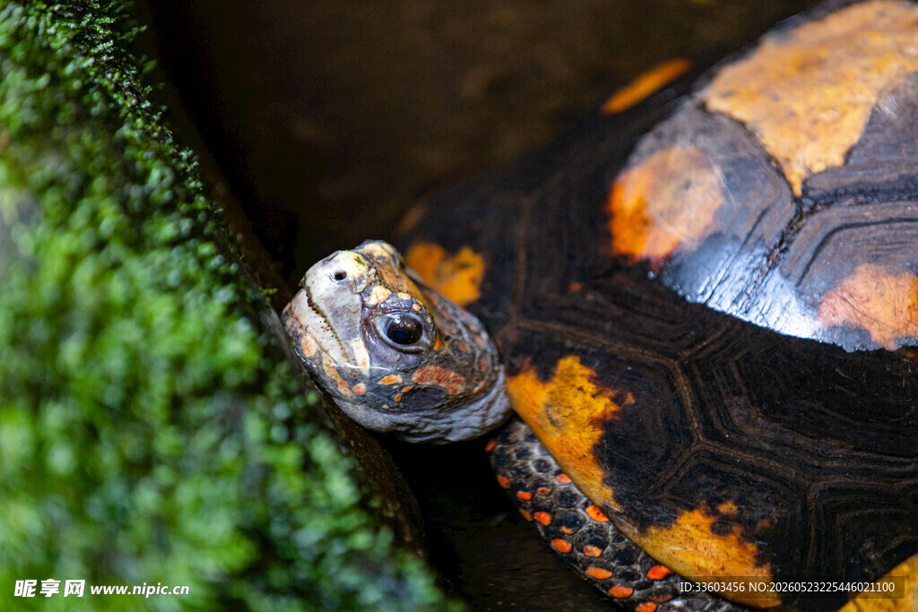 特写花纹独特的乌龟头部