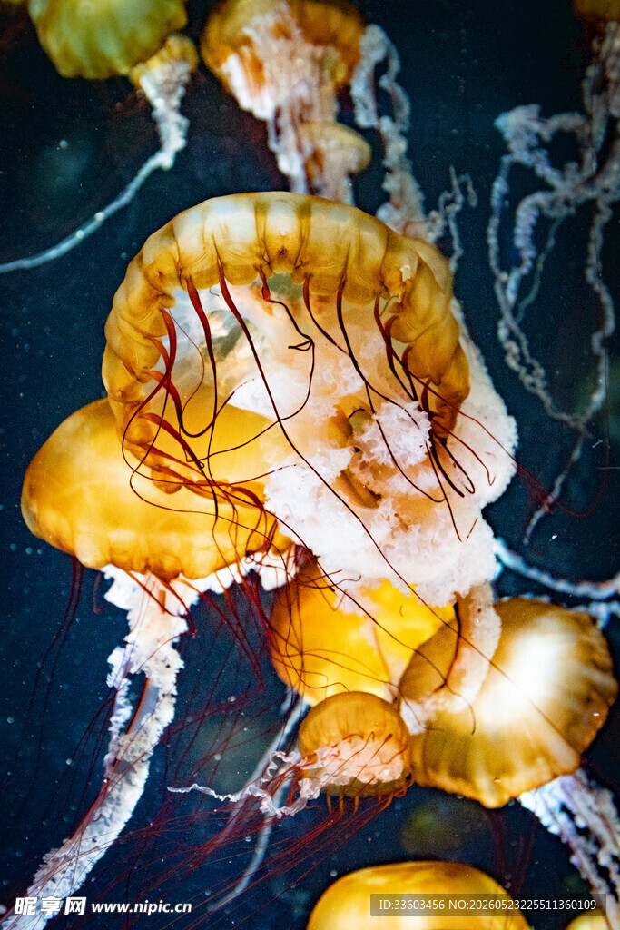 梦幻水母在水中优雅舞动