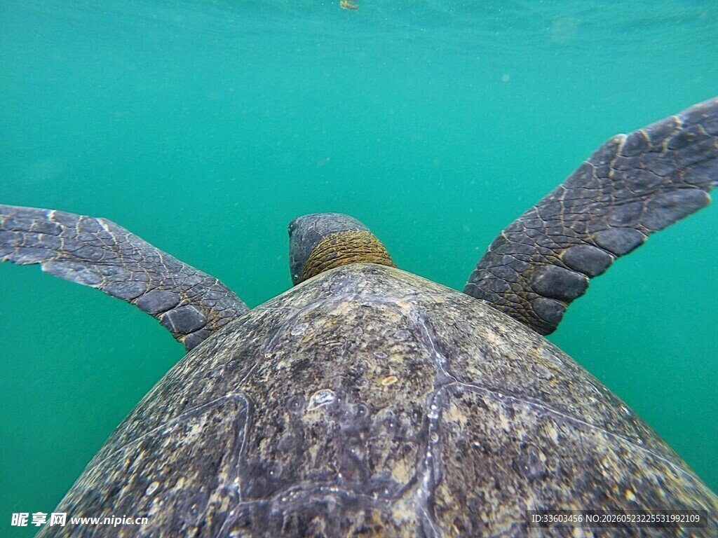 海龟水中展翅遨游