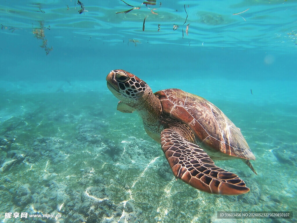 海底遨游的海龟